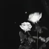 aangilz4