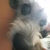 ajskteyley