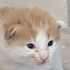 mossgato