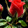 2911200thanhtam