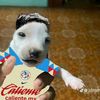 sdl_nando