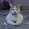 prilada1