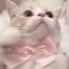 mi_zu71