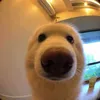 bundaunee_