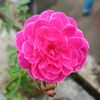 shakil4651