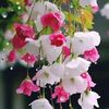asmaa_ebrahim4