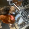 Dorothy & Tango