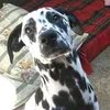 dalmatienne8181