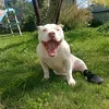 tokio_bully