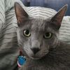 she_loves_cats_146