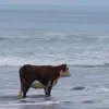 laiora_