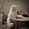 abomhmood163
