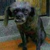 el_uzileon