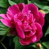 mdsogunhossain