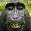 monke_chain