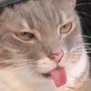 yellowfang76