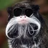 thebeardedmonkey_76