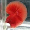 fauna_care