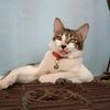 pipin9778