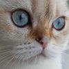 my.love.cat.luna