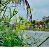 lam.giang020
