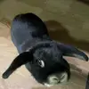 duagpinit