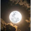 rose_200_rose