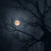 _osamaagha_