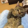 あむくん