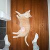 cooper2aurafull