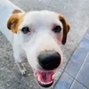dasappolina
