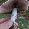 micomaniac