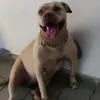 pandorapitbullnatal