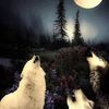 wolfette334