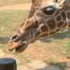 gerald_the_giraffe3