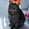 poozaka