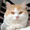 pochireads