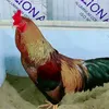 thienduongcoem765