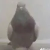 champridepony