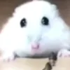 rarutet05
