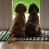 sadie_pupperoni