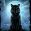 wolfier77
