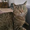 pennythecat