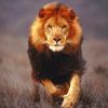 samer_lion91