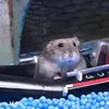 c0wabungaaa