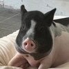 jumbo.theminipig