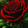 _.sanda.._