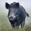 30_to_50_feral_hogs