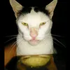 ncee.blackcatz