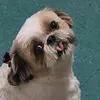 princepessa_so